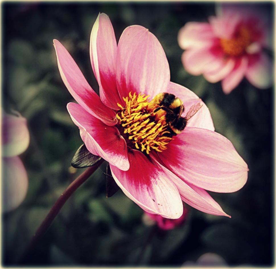Free Image of bee on flower 