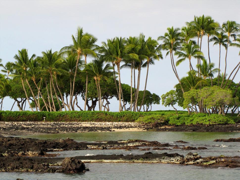 Free Image of Palm Trees Lining Shore of Beach 