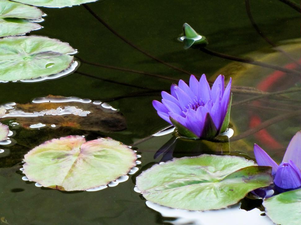 Free Image of Purple Flower on Green Lily Pad 
