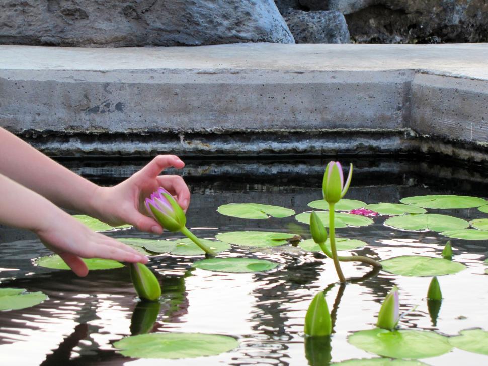 Free Image of Person Reaching for Flower in Pond 