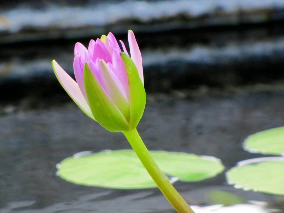 Free Image of Pink and Green Flower on Pond 