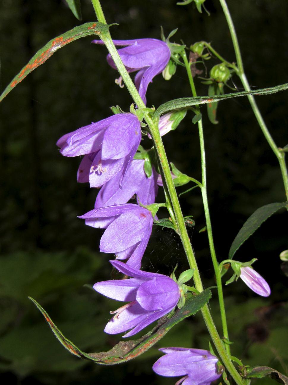 Free Image of Purple Petals 