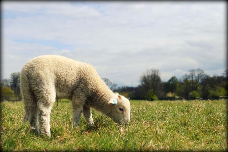 Free Image of Lamb 