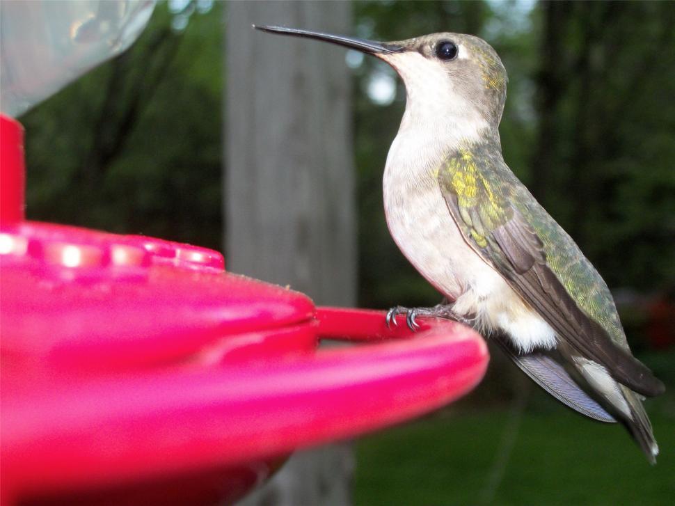 Free Image of Lady Hummingbird 