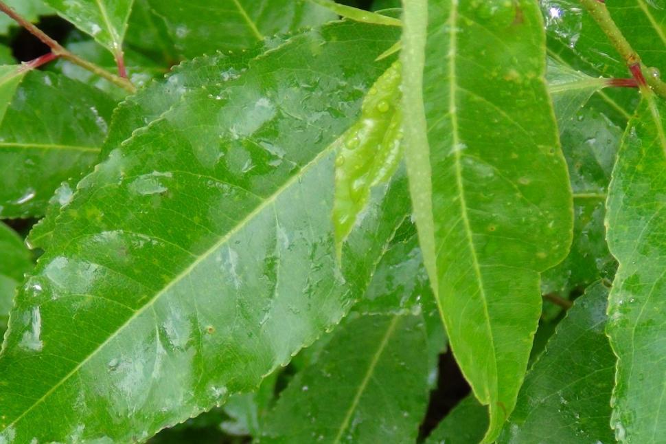 Free Image of Raindrops in Green 