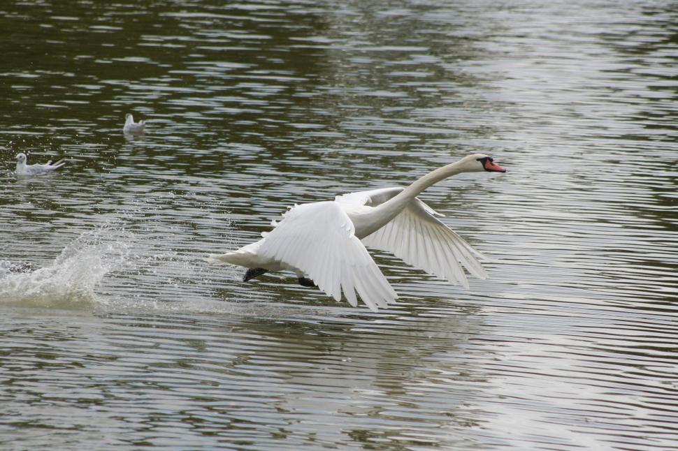 Free Image of Swan Lake 