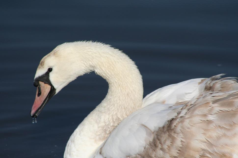 Free Image of Swan  