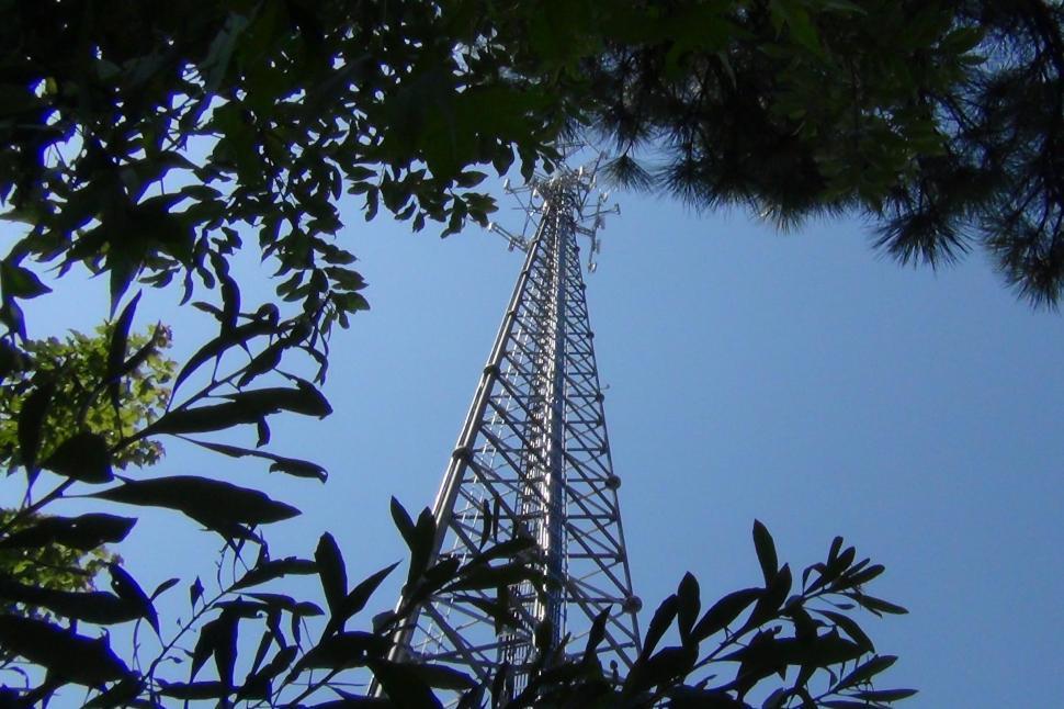 Free Image of Cant See the Tower for the Trees 