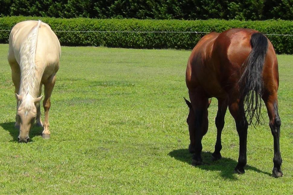 Free Image of Two Horses Enjoy Fresh Grass 