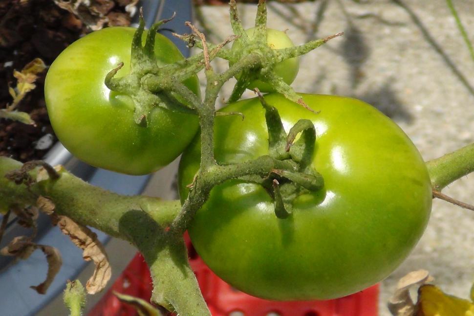 Free Image of Tomatoes on the Vine 