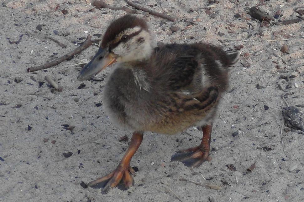 Free Image of Lil Baby Quackers 