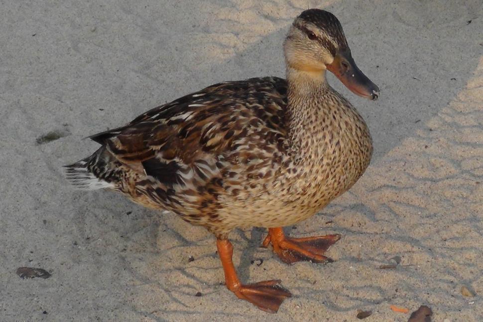 Free Image of Young Duckling on the Beach 