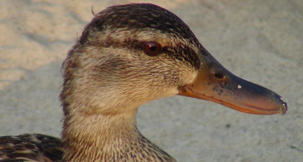 Free Image of Close-Up of Young Duckling 