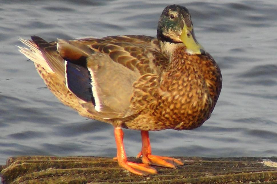Free Image of Standing Duck 