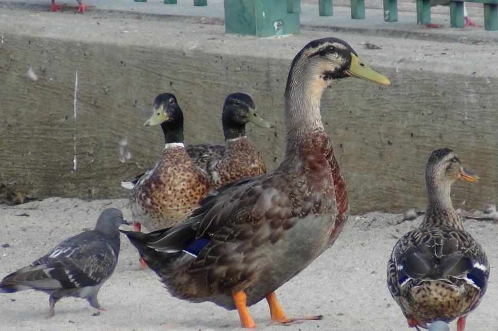 Free Image of Gather Round Little Duckies 