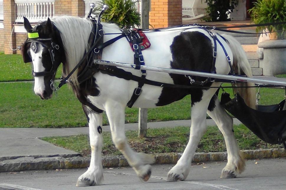 Free Image of Horse and Carriage 