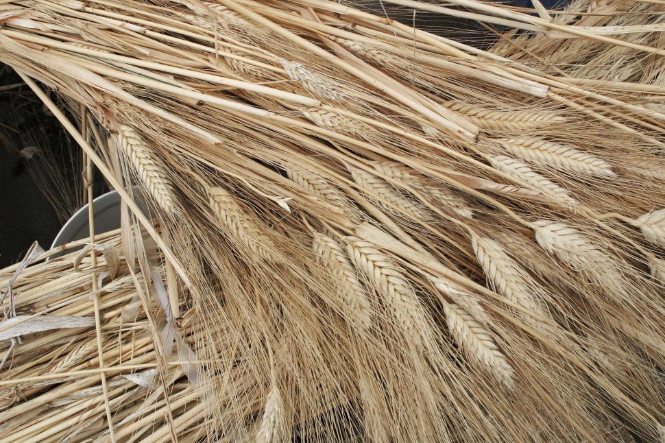 Free Image of Wheat background 