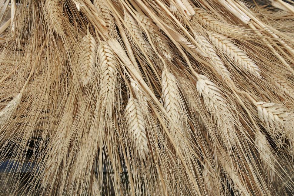 Free Image of Dry wheat background 