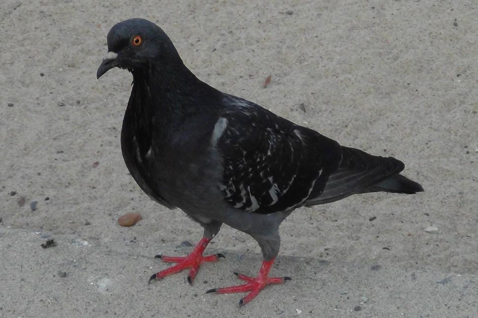 Free Image of Black Pigeon 