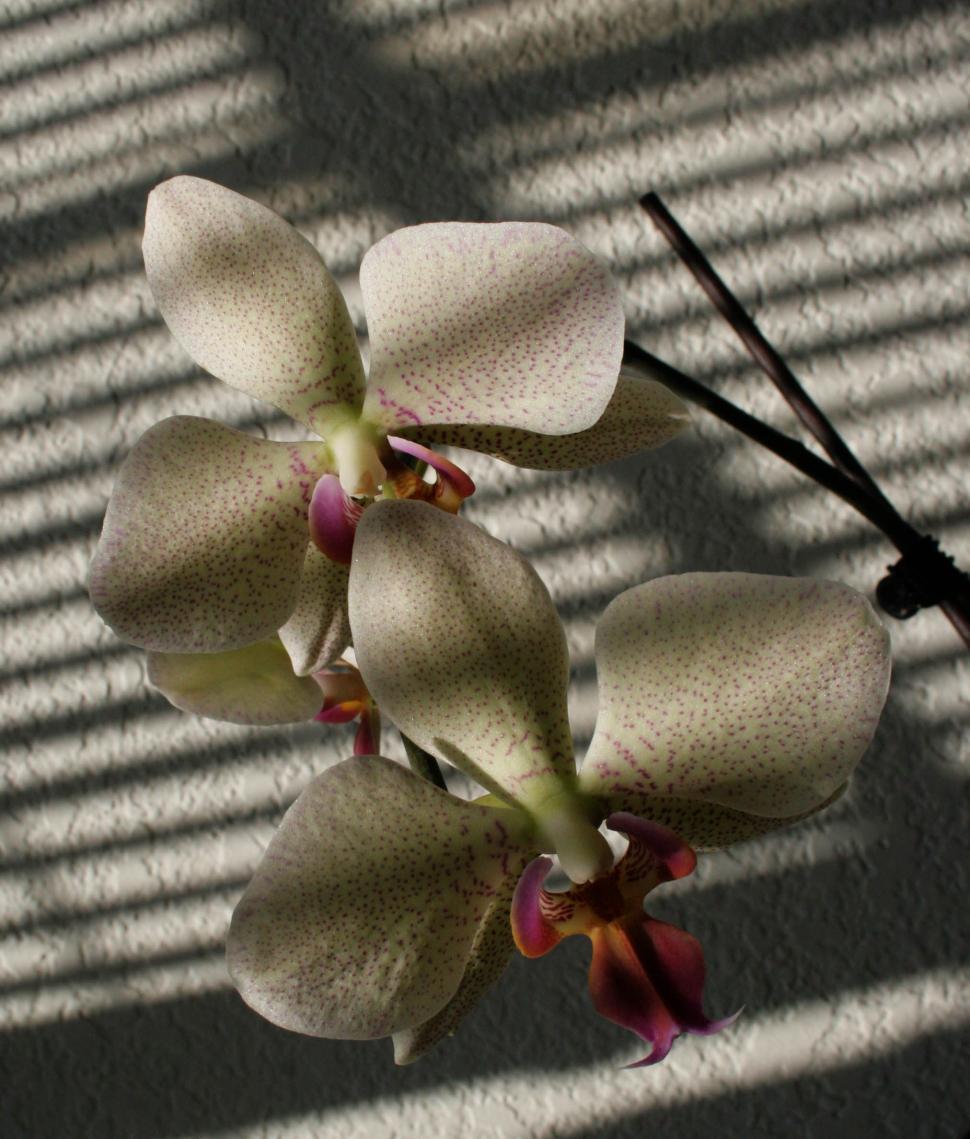 Free Image of White Flower Casting a Shadow on a Wall 