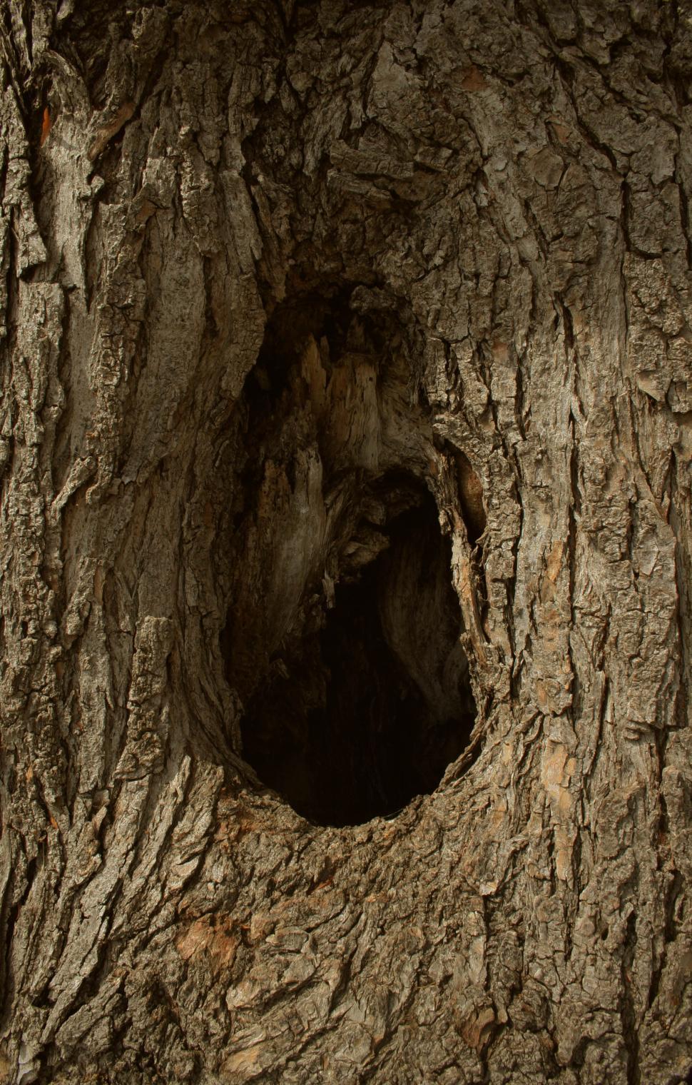 Free Image of Close Up of Tree Trunk With Hole 