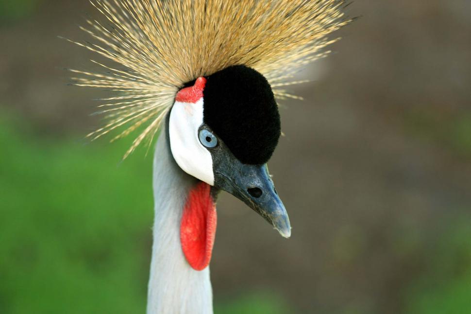 Free Image of Crowned crane 
