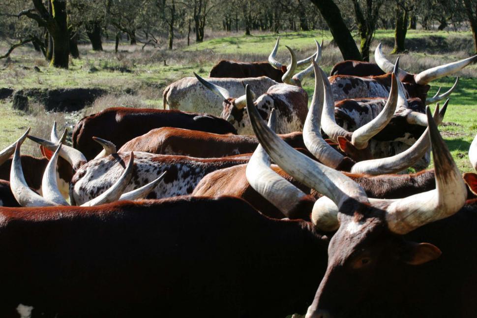 Free Image of Herd of cattle 