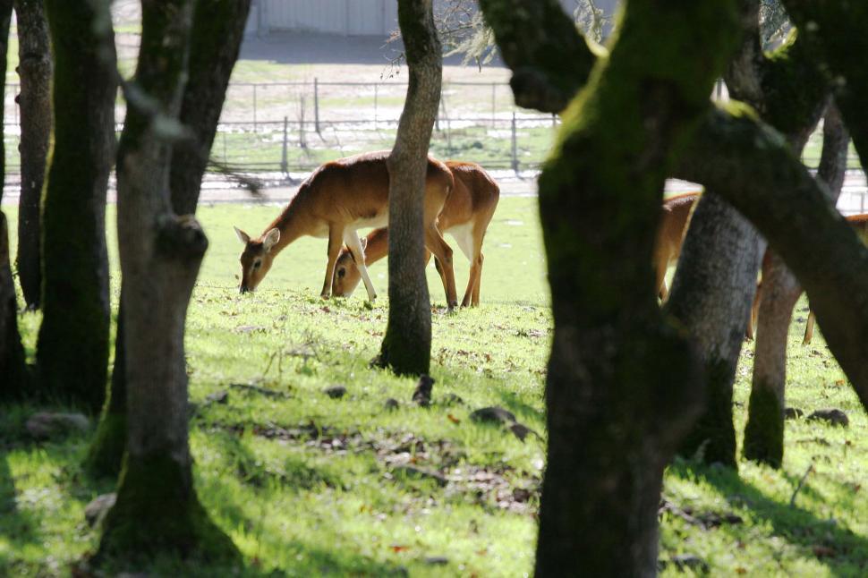 Free Image of Deer through the trees 