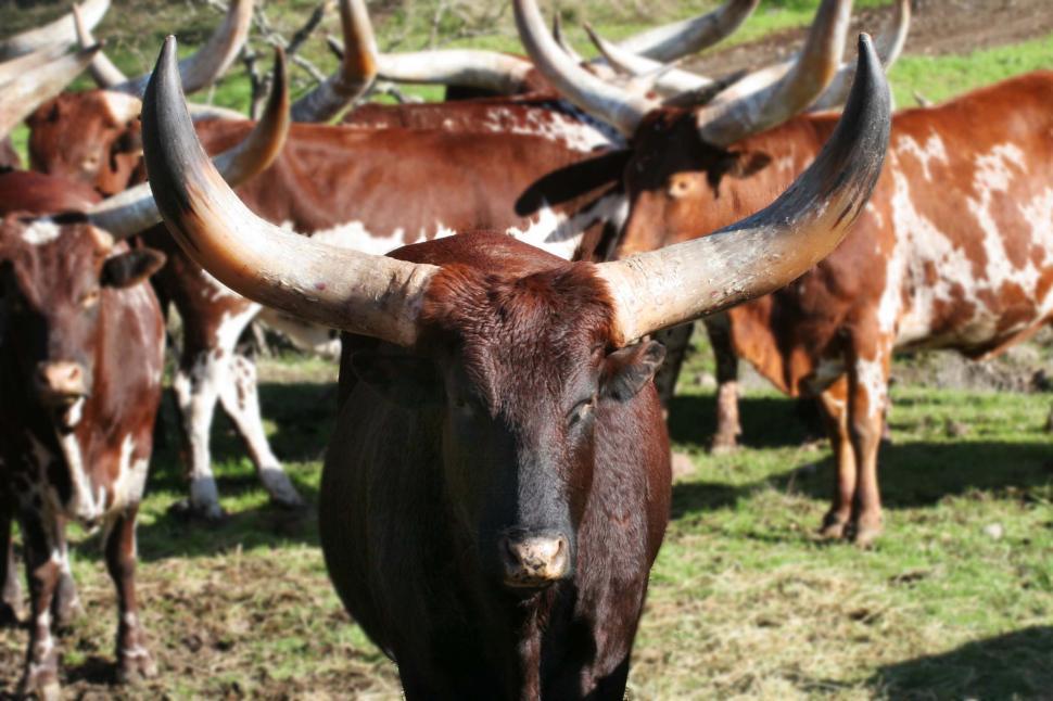 Free Image of Longhorn cattle 