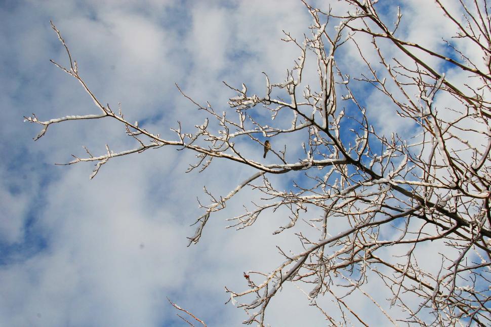 Free Image of Branches and sky 