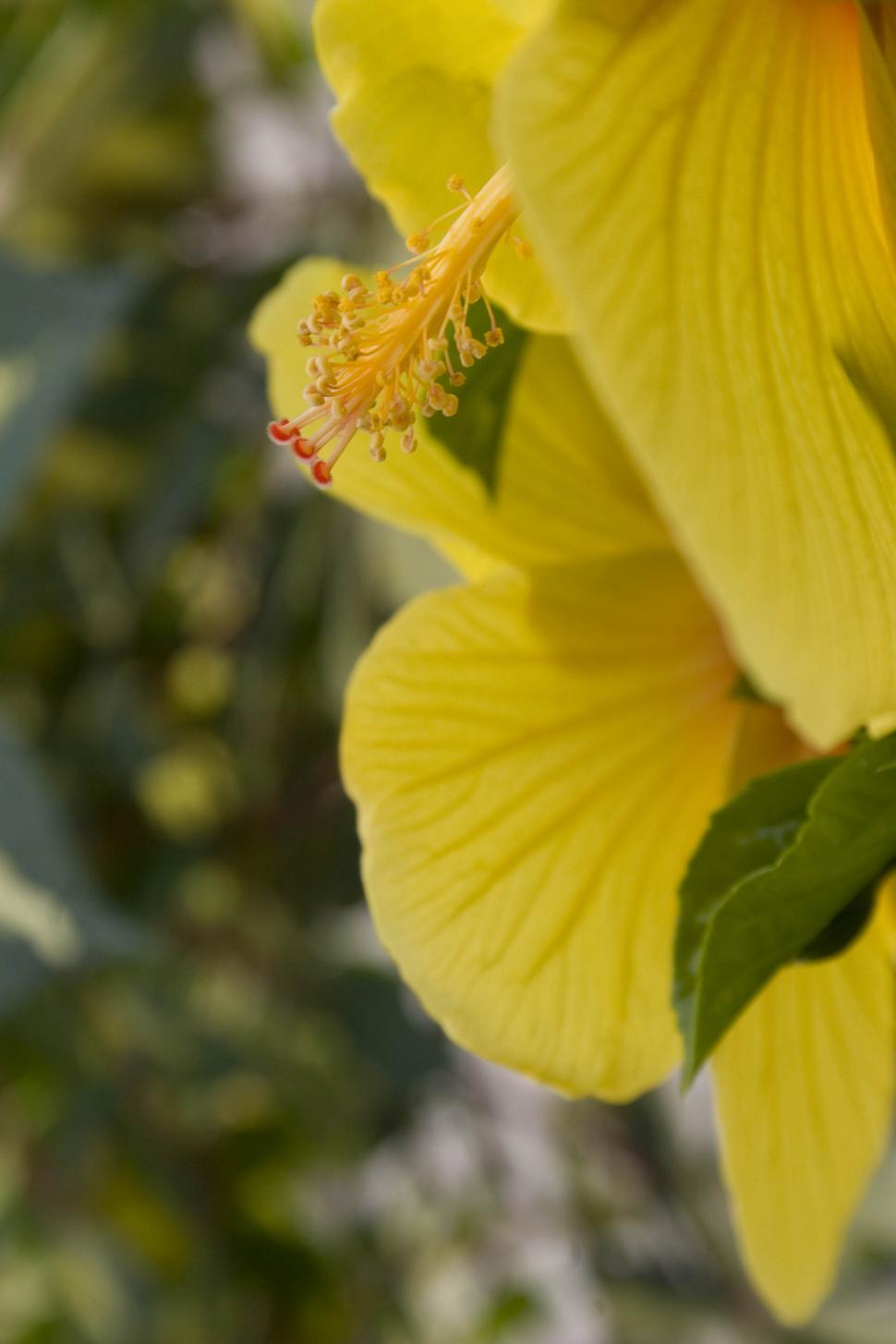 Free Image of Yellow Flower With Green Leaves 