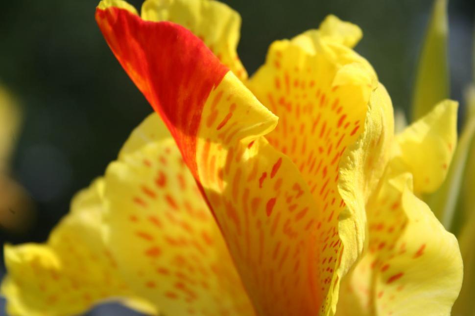 Free Image of Close Up of a Yellow and Red Flower 