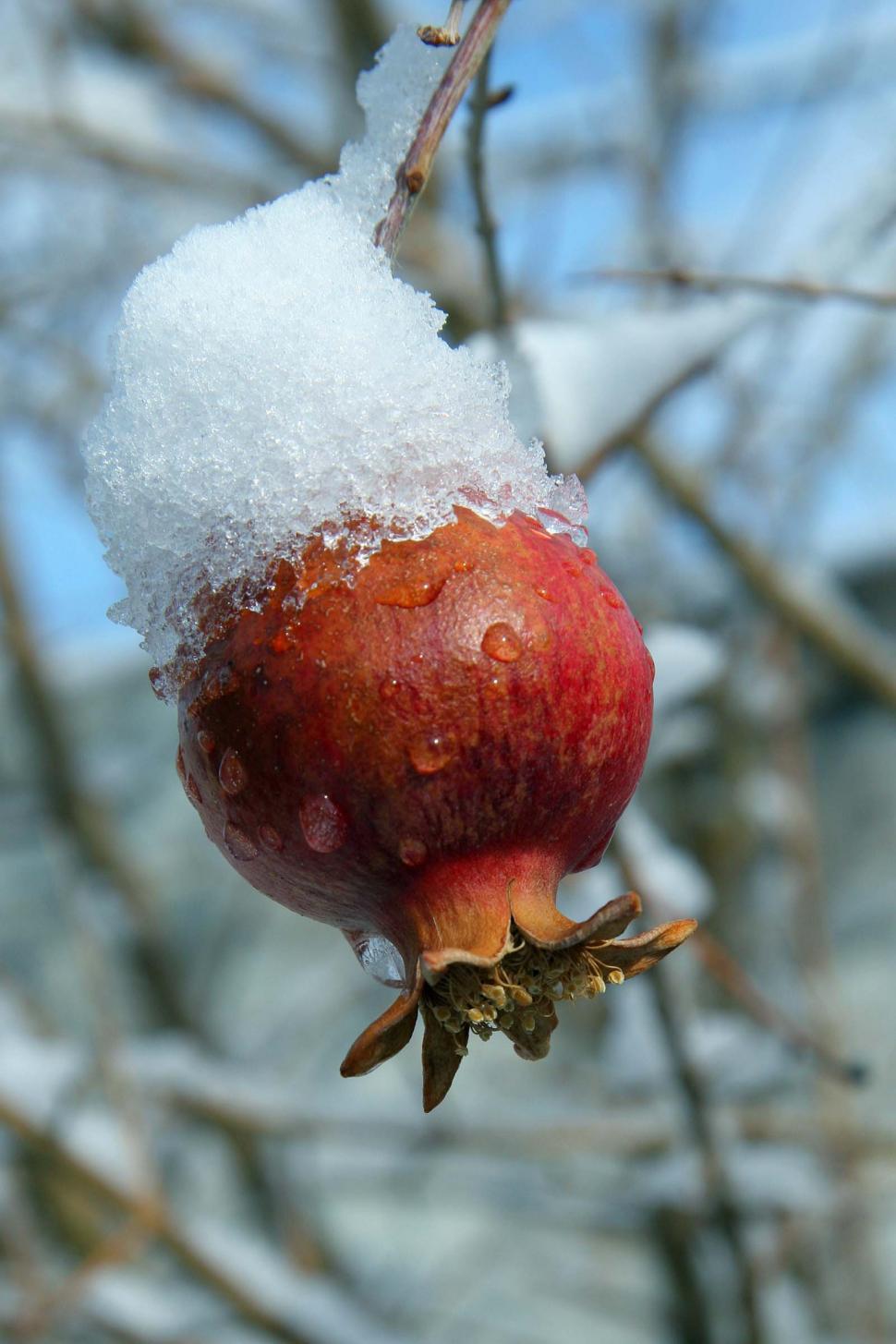 Free Image of Pomegranate fruit with snow 