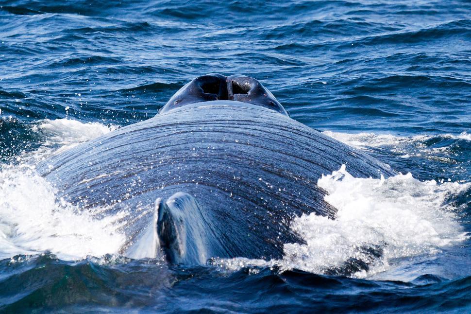 Free Image of Humpback Whale Swimming in the Ocean 