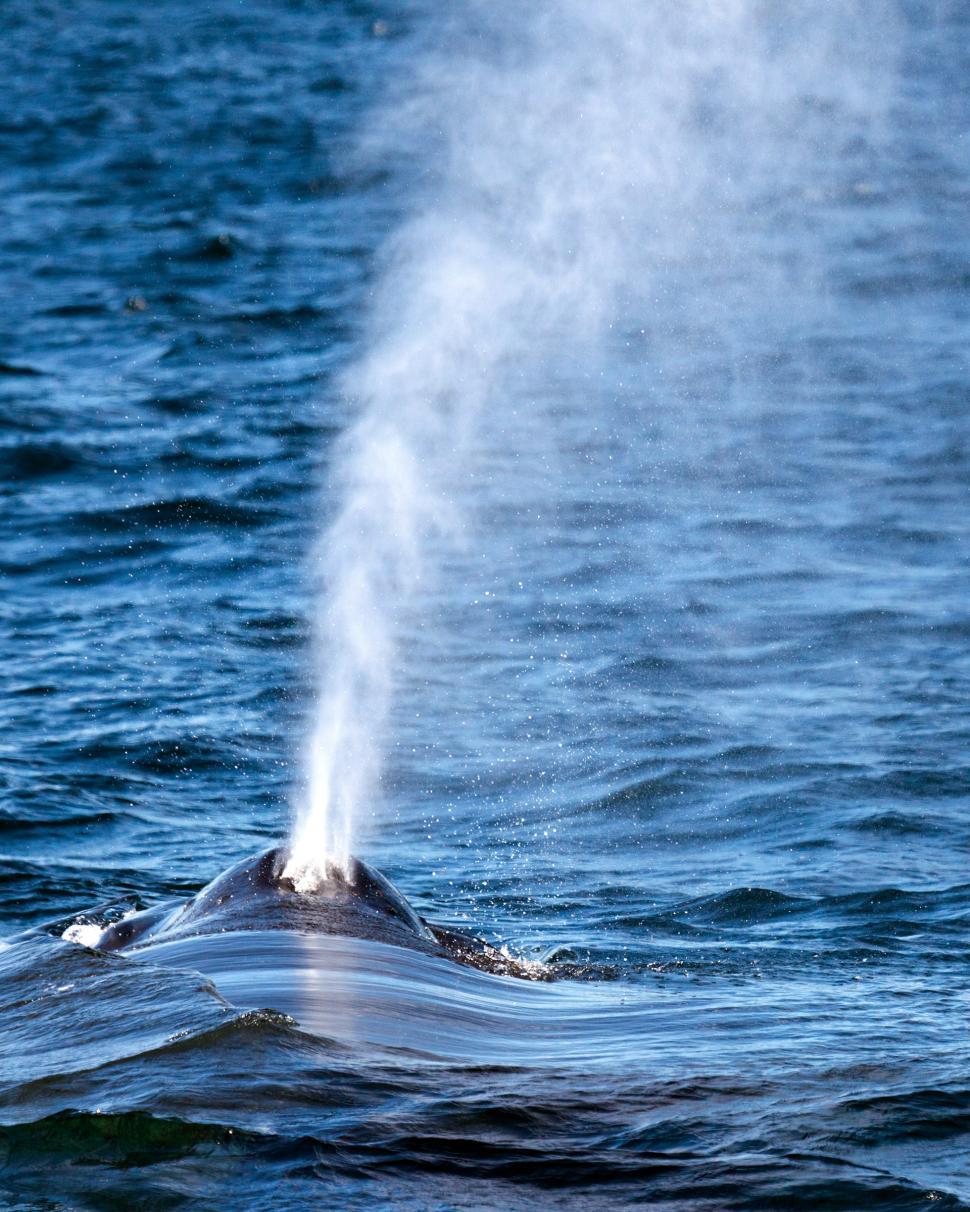 Free Image of A Whale Spouting Water Out of the Ocean 