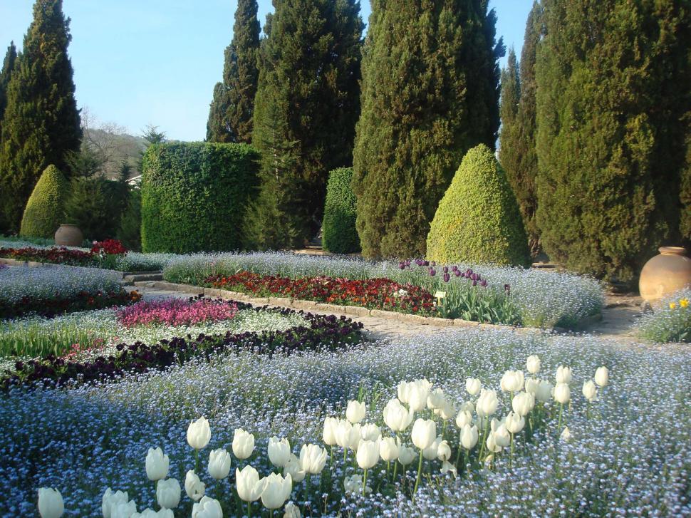 Free Image of White Flower Garden in Full Bloom 