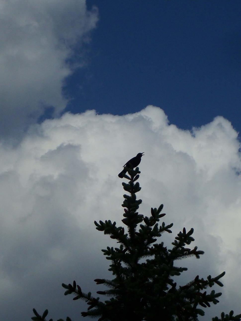 Free Image of Bird singing on a tree 