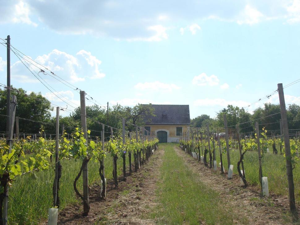 Free Image of Vineyard With House in Background 
