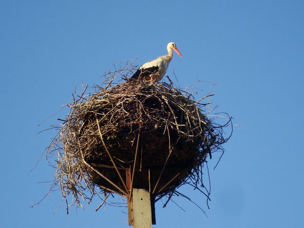 Free Image of Stork in a nest 