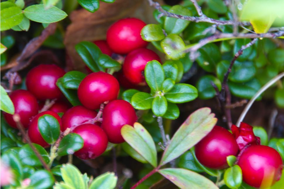 Free Image of lingonberry 