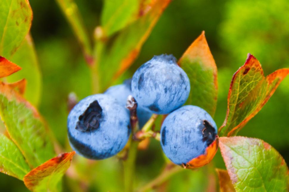 Free Image of Blueberries 