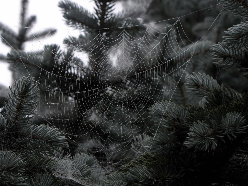 Free Image of Web in morning 