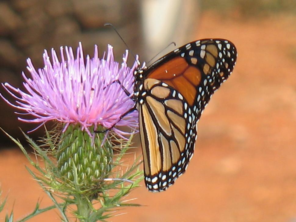 Free Image of Monarch Butterfly On Thistle Side Veiw 