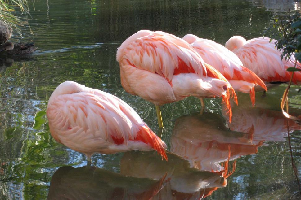 Free Image of Pink flamingos 