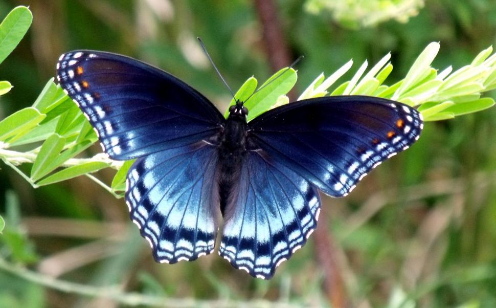 Free Image of Blue Contrasting On Butterfly 