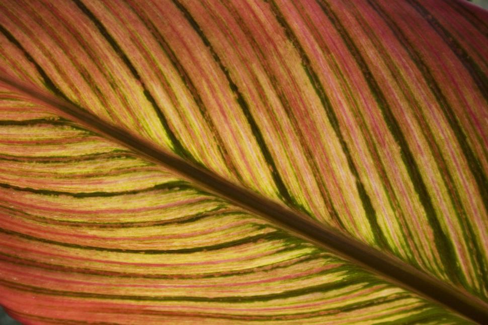 Free Image of Close Up of Red and Yellow Leaf 
