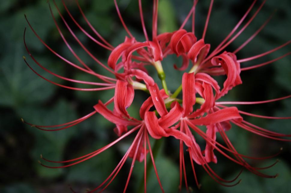 Free Image of Close Up of a Red Flower With Green Leaves in Background 