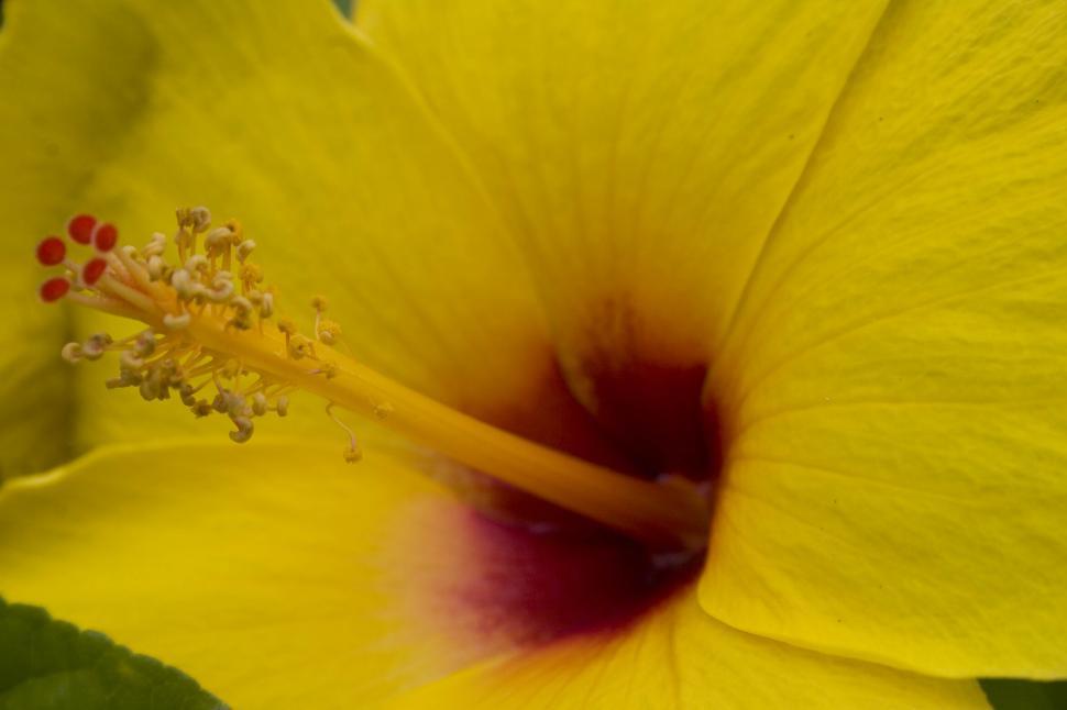 Free Image of Close Up of a Yellow Flower With Green Leaves 