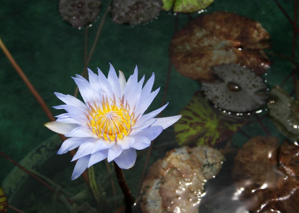 Free Image of White Water Lily Floating in Pond 