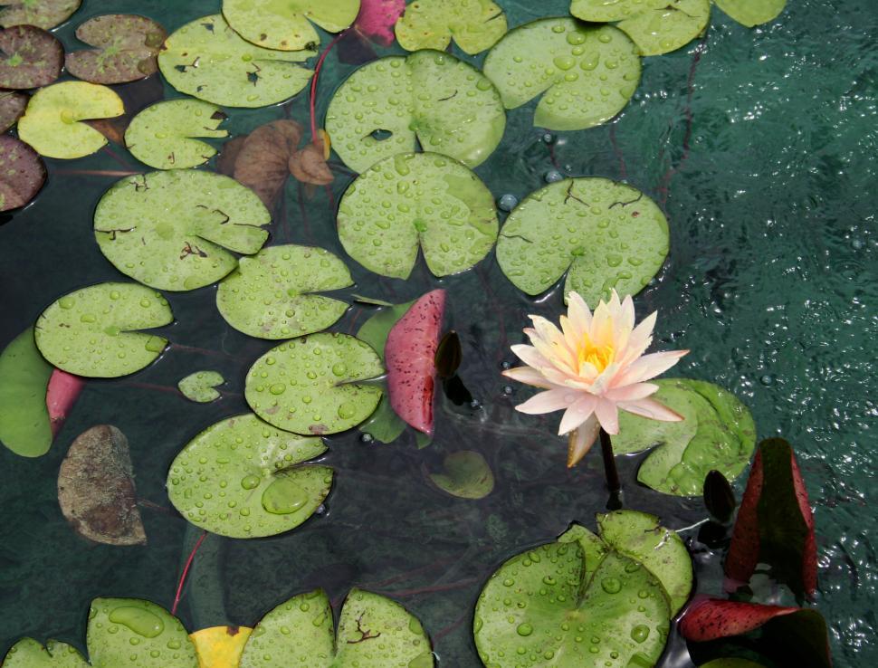 Free Image of A Pink Water Lily Floating on Top of a Pond 